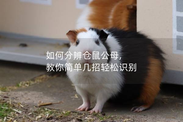 如何分辨仓鼠公母, 教你简单几招轻松识别
