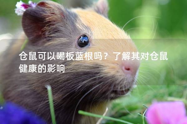 仓鼠可以喝板蓝根吗？了解其对仓鼠健康的影响