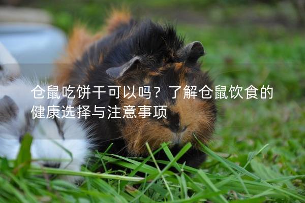 仓鼠吃饼干可以吗？了解仓鼠饮食的健康选择与注意事项