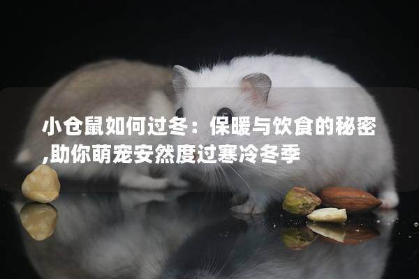 小仓鼠如何过冬：保暖与饮食的秘密,助你萌宠安然度过寒冷冬季