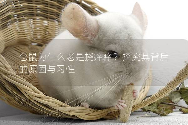 仓鼠为什么老是挠痒痒？探究其背后的原因与习性