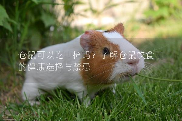 仓鼠可以吃山楂吗？了解仓鼠饮食中的健康选择与禁忌