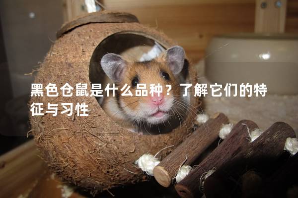 黑色仓鼠是什么品种？了解它们的特征与习性