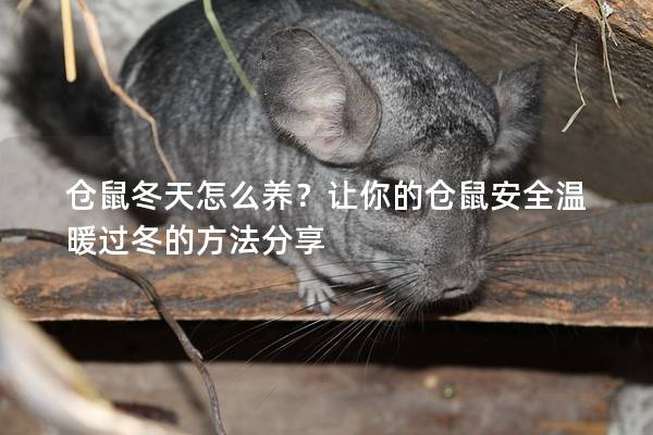 仓鼠冬天怎么养？让你的仓鼠安全温暖过冬的方法分享