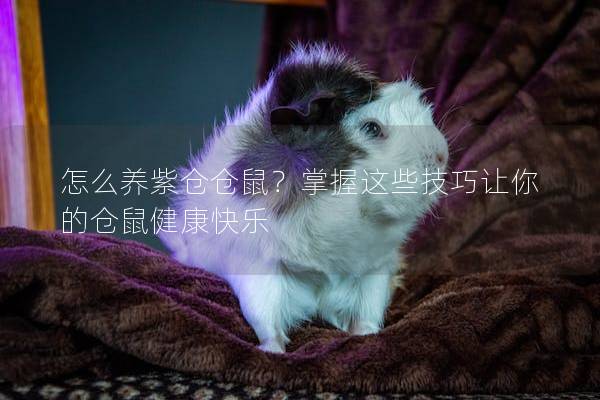 怎么养紫仓仓鼠？掌握这些技巧让你的仓鼠健康快乐