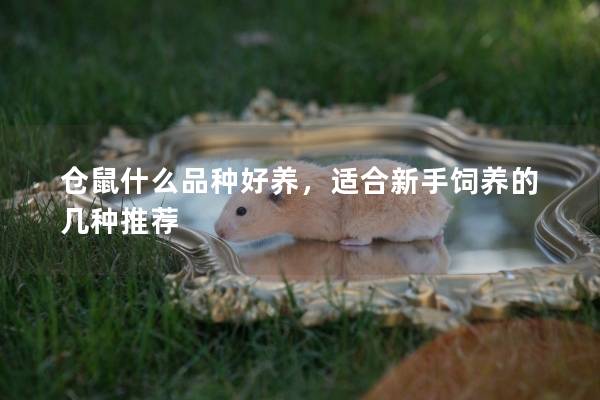 仓鼠什么品种好养，适合新手饲养的几种推荐