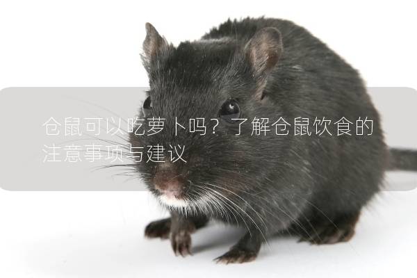 仓鼠可以吃萝卜吗？了解仓鼠饮食的注意事项与建议