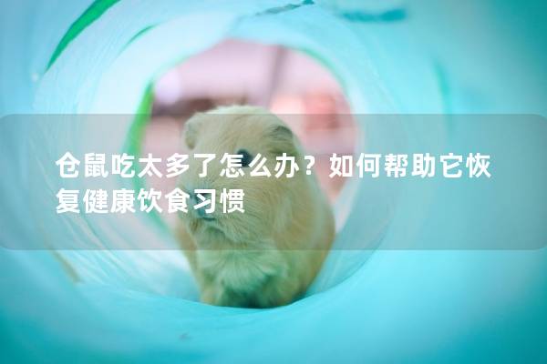 仓鼠吃太多了怎么办？如何帮助它恢复健康饮食习惯