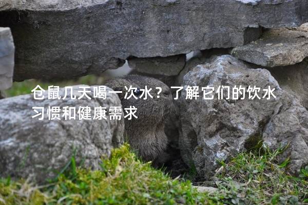 仓鼠几天喝一次水？了解它们的饮水习惯和健康需求
