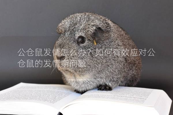 公仓鼠发情怎么办？如何有效应对公仓鼠的发情期问题