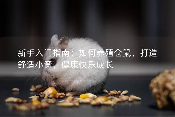 新手入门指南：如何养殖仓鼠，打造舒适小窝，健康快乐成长
