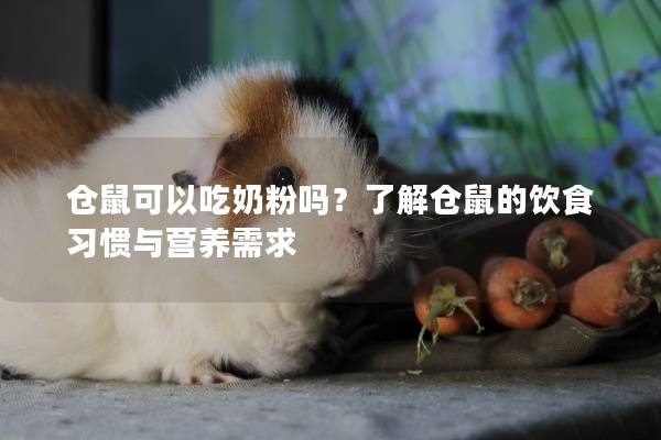 仓鼠可以吃奶粉吗？了解仓鼠的饮食习惯与营养需求