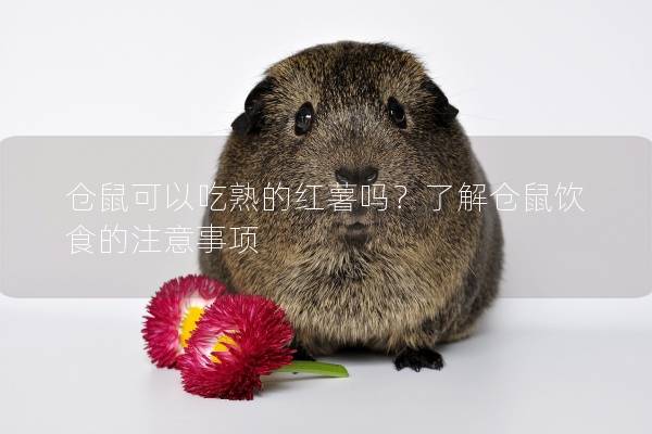 仓鼠可以吃熟的红薯吗？了解仓鼠饮食的注意事项