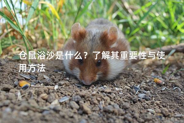 仓鼠浴沙是什么？了解其重要性与使用方法