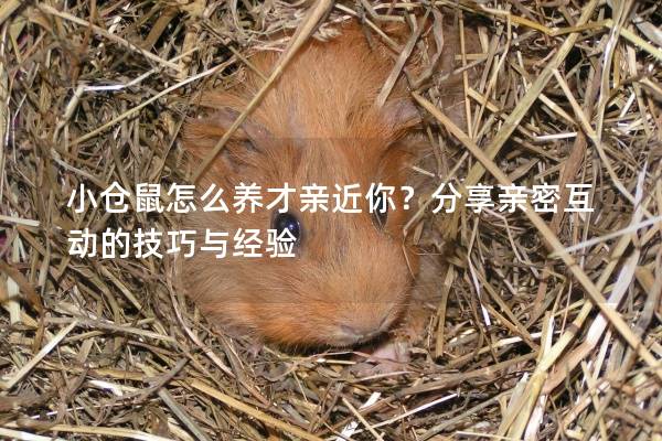 小仓鼠怎么养才亲近你？分享亲密互动的技巧与经验