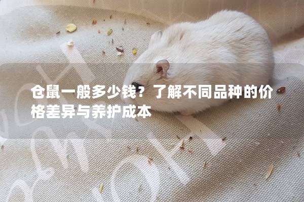 仓鼠一般多少钱？了解不同品种的价格差异与养护成本