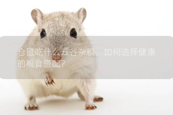 仓鼠吃什么五谷杂粮，如何选择健康的粮食搭配？