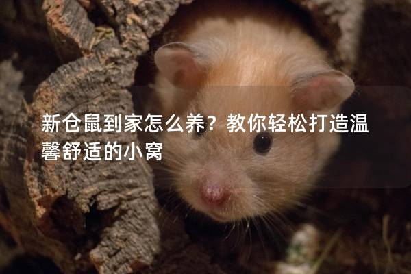 新仓鼠到家怎么养？教你轻松打造温馨舒适的小窝