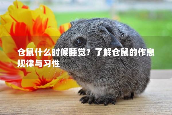 仓鼠什么时候睡觉？了解仓鼠的作息规律与习性