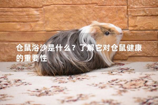 仓鼠浴沙是什么？了解它对仓鼠健康的重要性