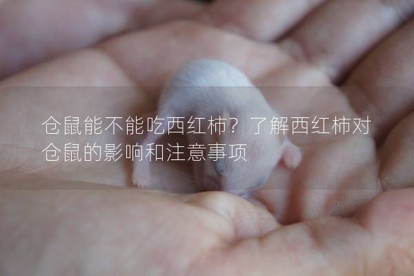 仓鼠能不能吃西红柿？了解西红柿对仓鼠的影响和注意事项