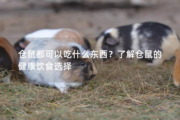 仓鼠都可以吃什么东西？了解仓鼠的健康饮食选择