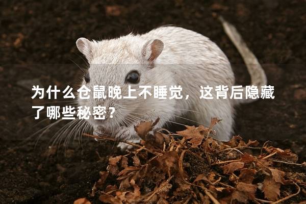 为什么仓鼠晚上不睡觉，这背后隐藏了哪些秘密？