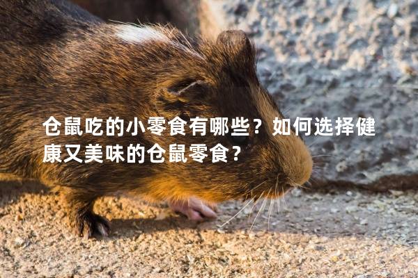 仓鼠吃的小零食有哪些？如何选择健康又美味的仓鼠零食？