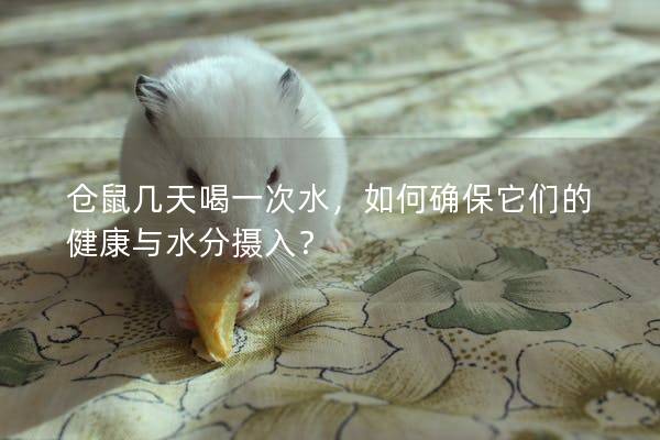仓鼠几天喝一次水，如何确保它们的健康与水分摄入？