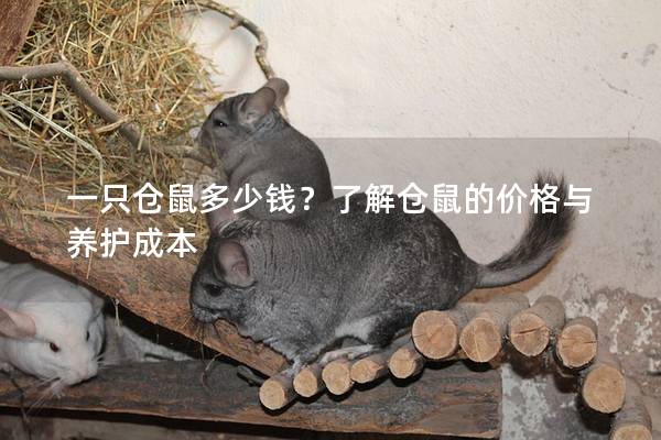 一只仓鼠多少钱？了解仓鼠的价格与养护成本