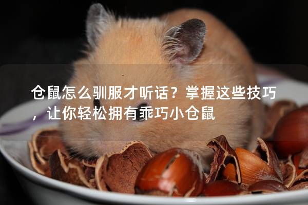 仓鼠怎么驯服才听话？掌握这些技巧，让你轻松拥有乖巧小仓鼠