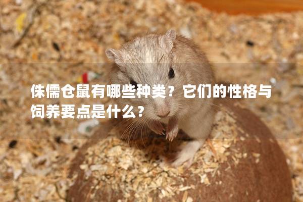 侏儒仓鼠有哪些种类？它们的性格与饲养要点是什么？