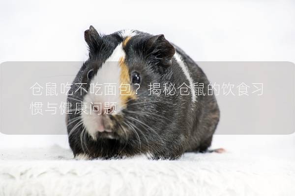 仓鼠吃不吃面包？揭秘仓鼠的饮食习惯与健康问题