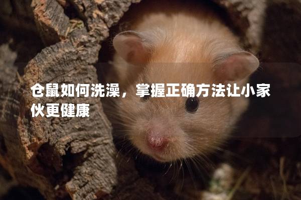 仓鼠如何洗澡，掌握正确方法让小家伙更健康