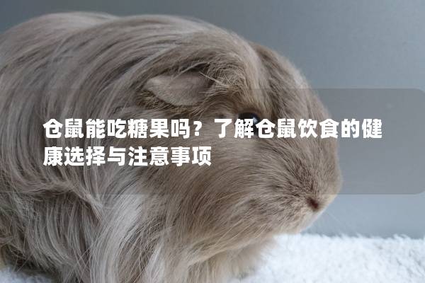 仓鼠能吃糖果吗？了解仓鼠饮食的健康选择与注意事项