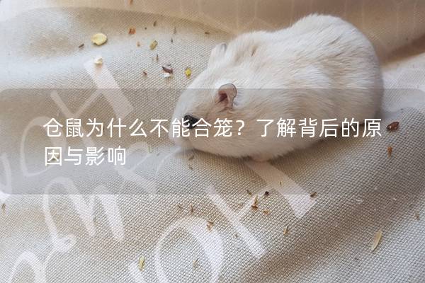 仓鼠为什么不能合笼？了解背后的原因与影响