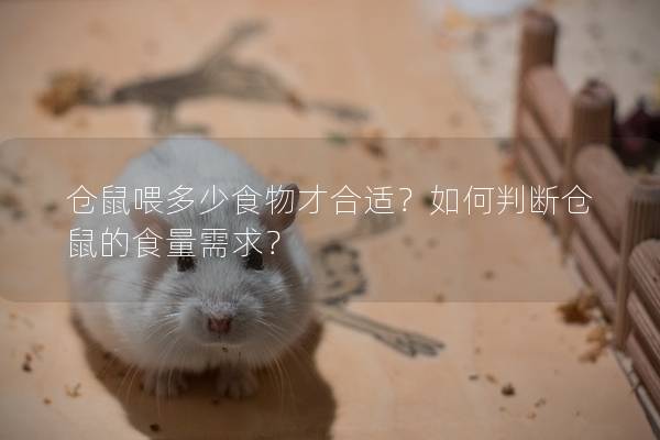 仓鼠喂多少食物才合适？如何判断仓鼠的食量需求？