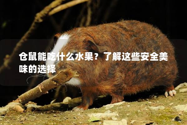 仓鼠能吃什么水果？了解这些安全美味的选择