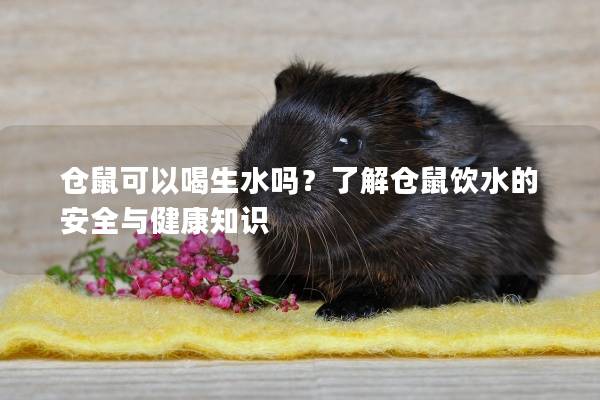仓鼠可以喝生水吗？了解仓鼠饮水的安全与健康知识