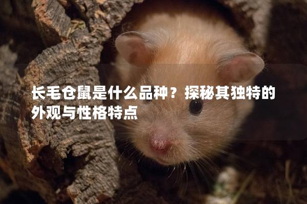 长毛仓鼠是什么品种？探秘其独特的外观与性格特点