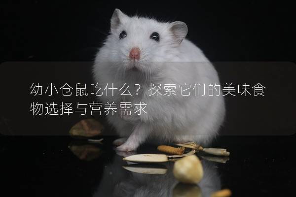 幼小仓鼠吃什么？探索它们的美味食物选择与营养需求