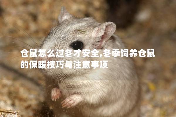 仓鼠怎么过冬才安全,冬季饲养仓鼠的保暖技巧与注意事项