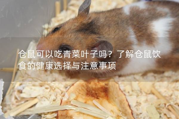 仓鼠可以吃青菜叶子吗？了解仓鼠饮食的健康选择与注意事项