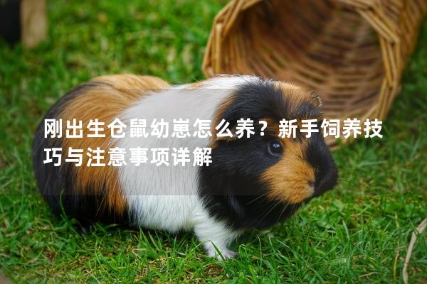 刚出生仓鼠幼崽怎么养？新手饲养技巧与注意事项详解
