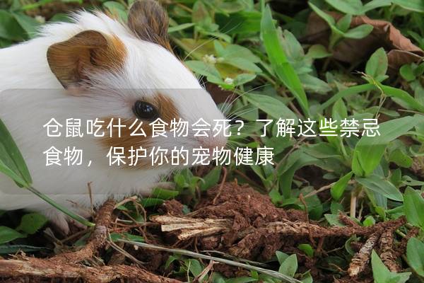 仓鼠吃什么食物会死？了解这些禁忌食物，保护你的宠物健康