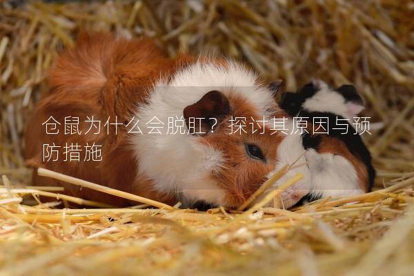 仓鼠为什么会脱肛？探讨其原因与预防措施