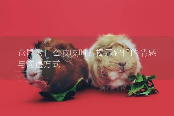 仓鼠为什么吱吱叫？揭示它们的情感与沟通方式