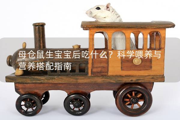 母仓鼠生宝宝后吃什么？科学喂养与营养搭配指南