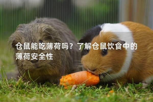 仓鼠能吃薄荷吗？了解仓鼠饮食中的薄荷安全性