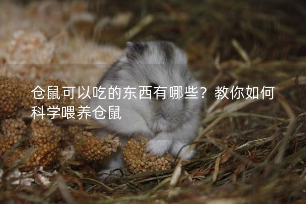 仓鼠可以吃的东西有哪些？教你如何科学喂养仓鼠